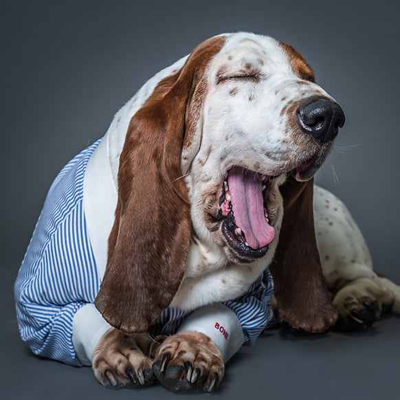 Savile Row launches made to measure shirts for dogs!